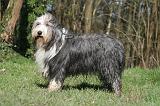 BEARDED COLLIE 376